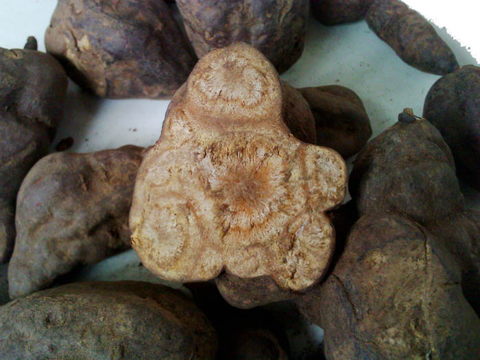 瑞龍中藥大講堂｜河南道地藥材何首烏