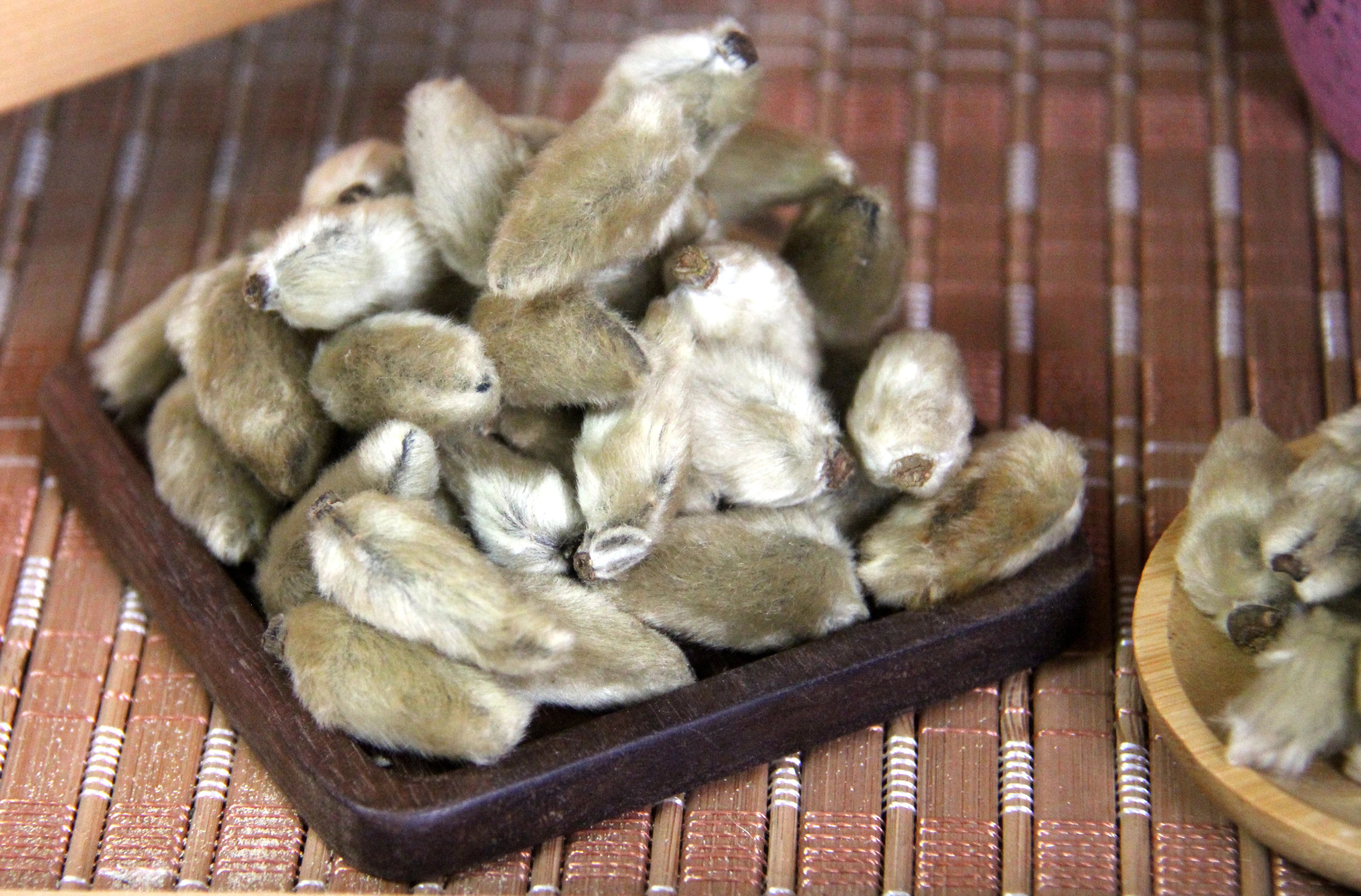 瑞龍中藥大講堂｜河南道地藥材辛夷